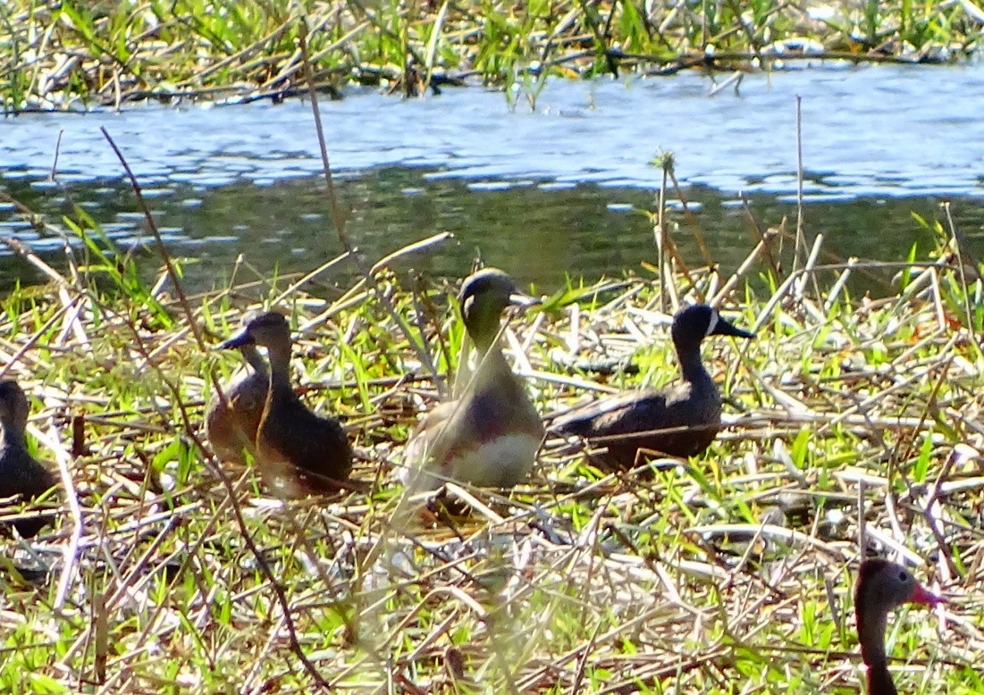 American Wigeon - ML47491191