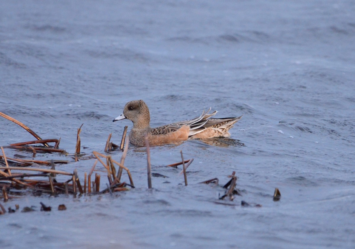 American Wigeon - ML47491261