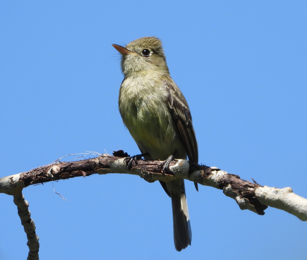 Western Flycatcher (Cordilleran) - ML474914821