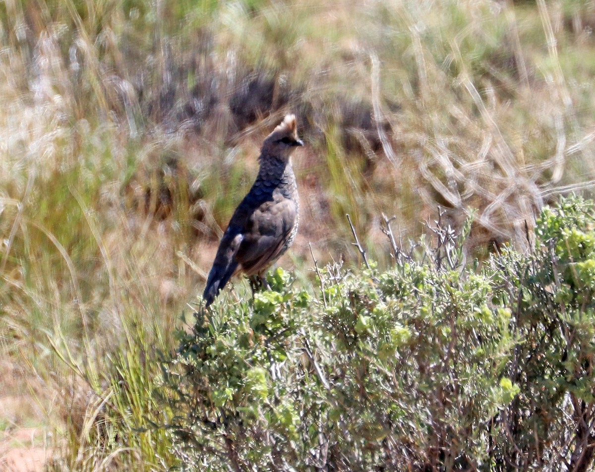 Scaled Quail - Jason Wilder