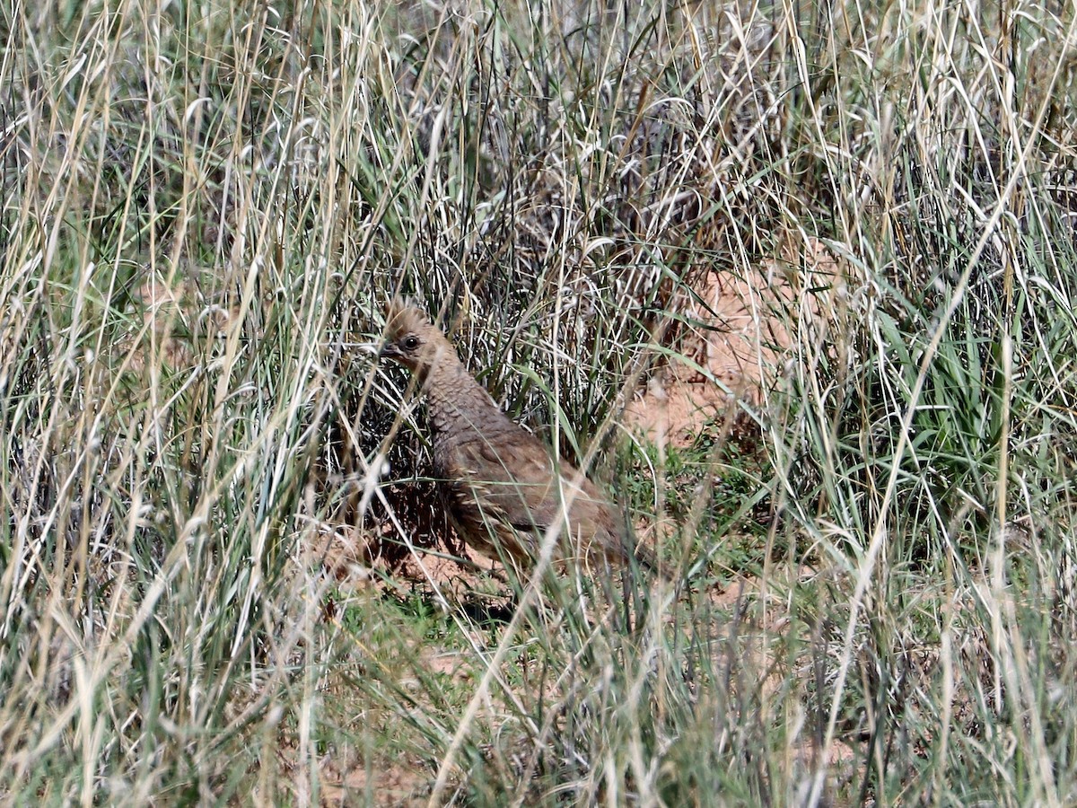 Scaled Quail - Jason Wilder