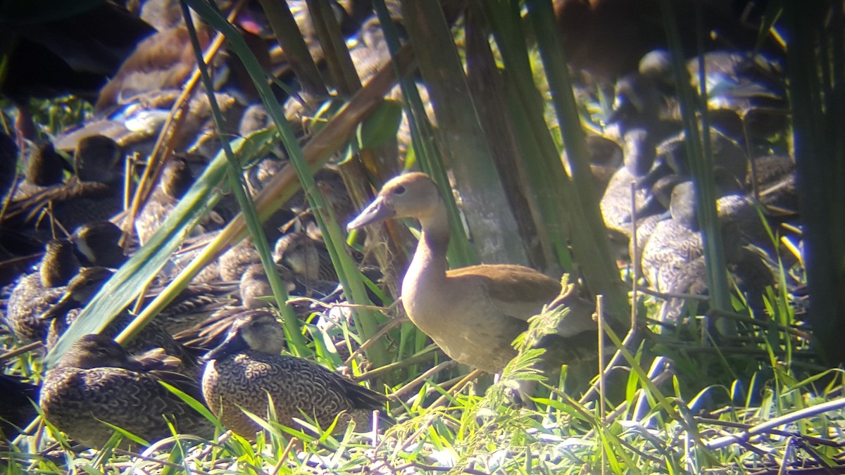 Fulvous Whistling-Duck - ML47491601