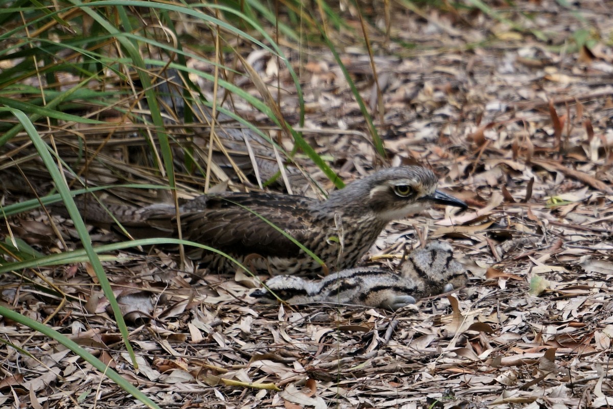 Bush Thick-knee - ML47491671