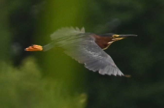 Green Heron - ML474916961