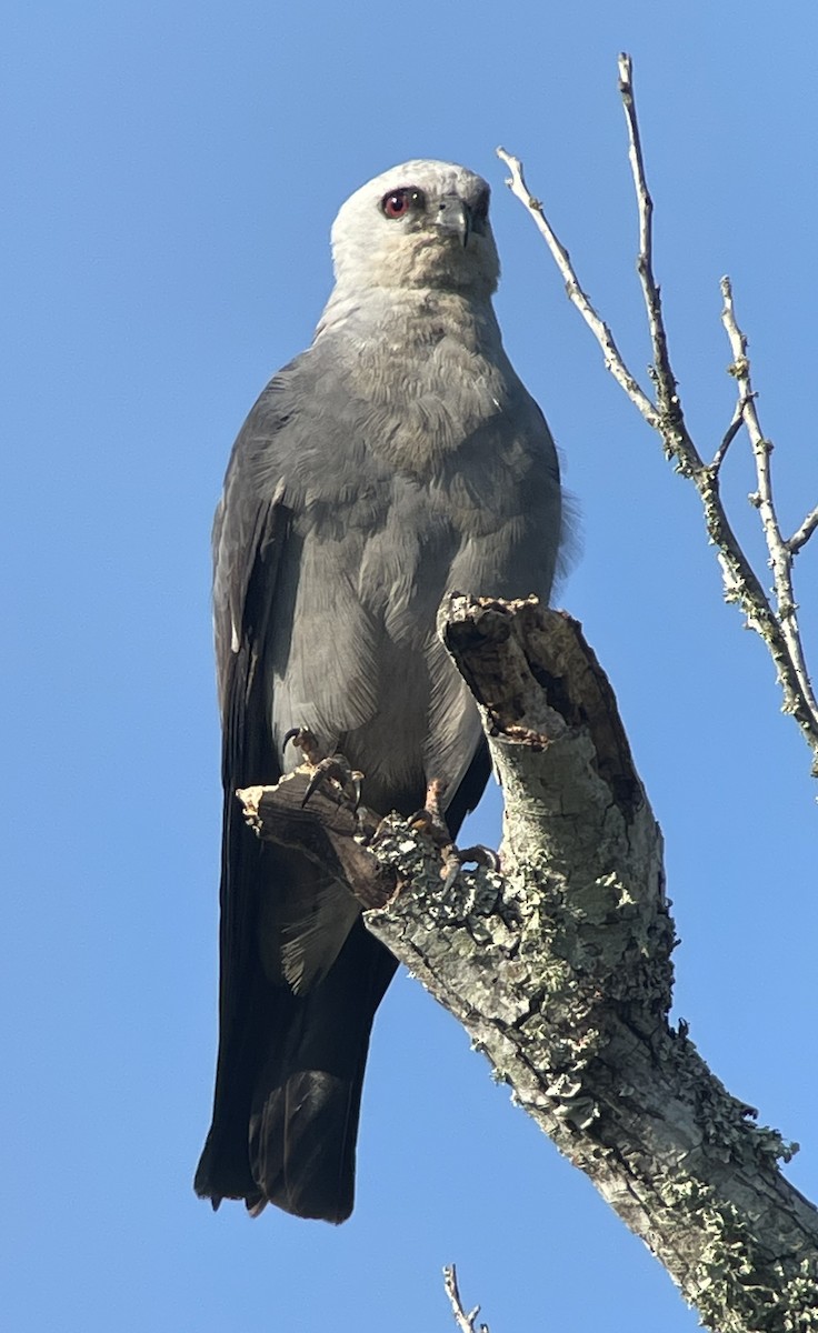 Шуліка світлоголовий - ML474917251