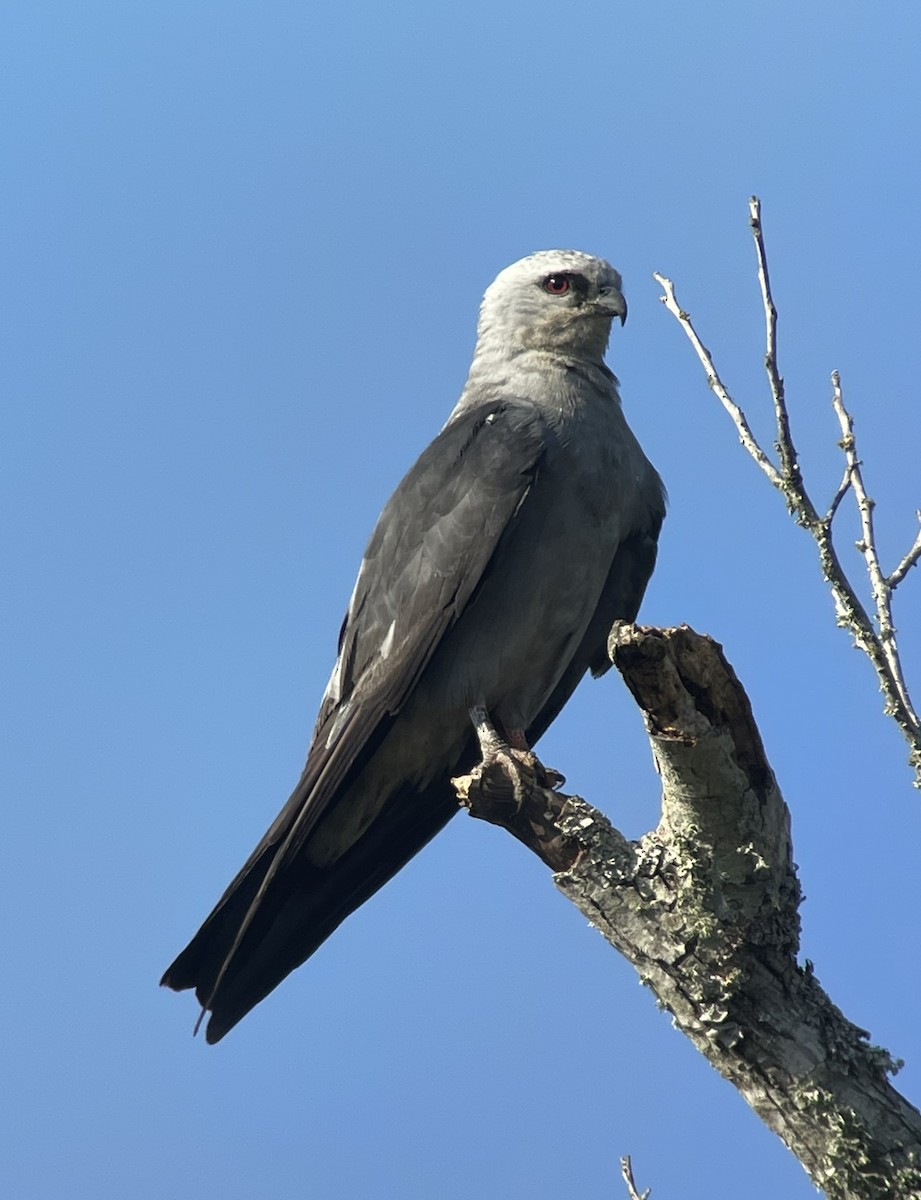 Mississippi Kite - ML474917271