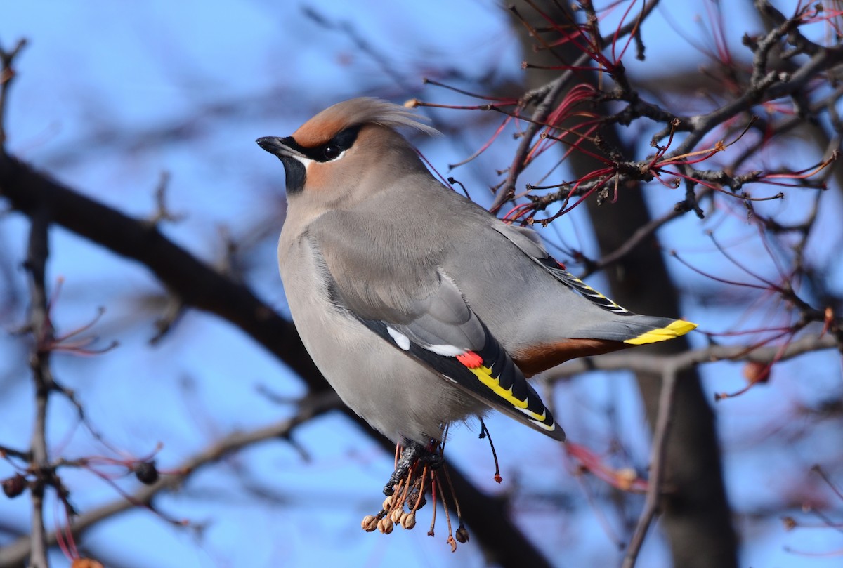 Bohemian Waxwing - ML47491741