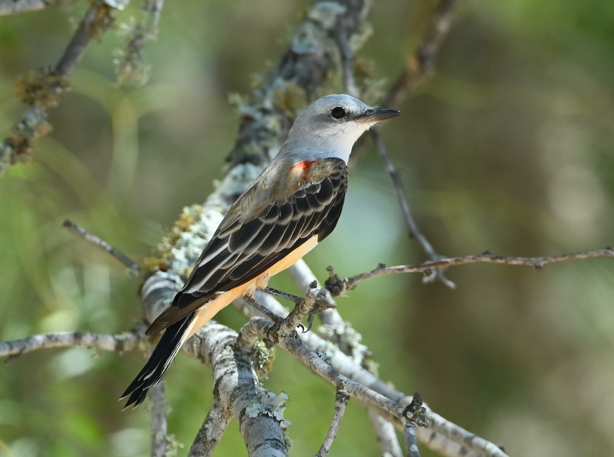 Scissor-tailed Flycatcher - ML474917581