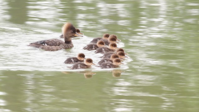 Hooded Merganser - ML474918