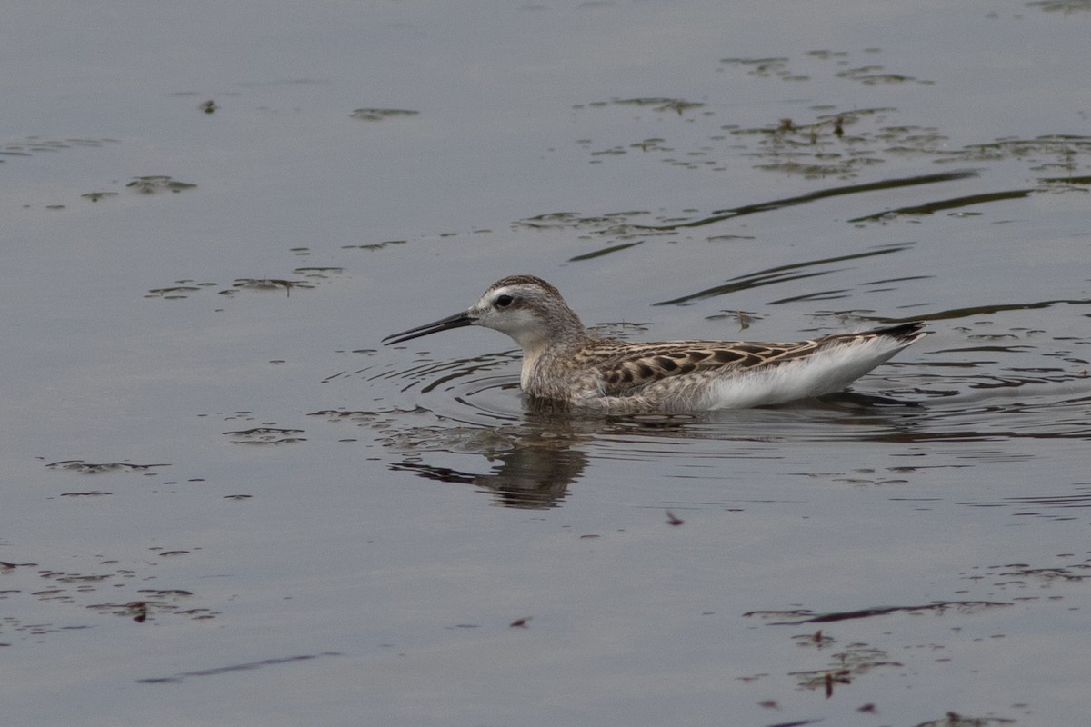 hvithalesvømmesnipe - ML474918011