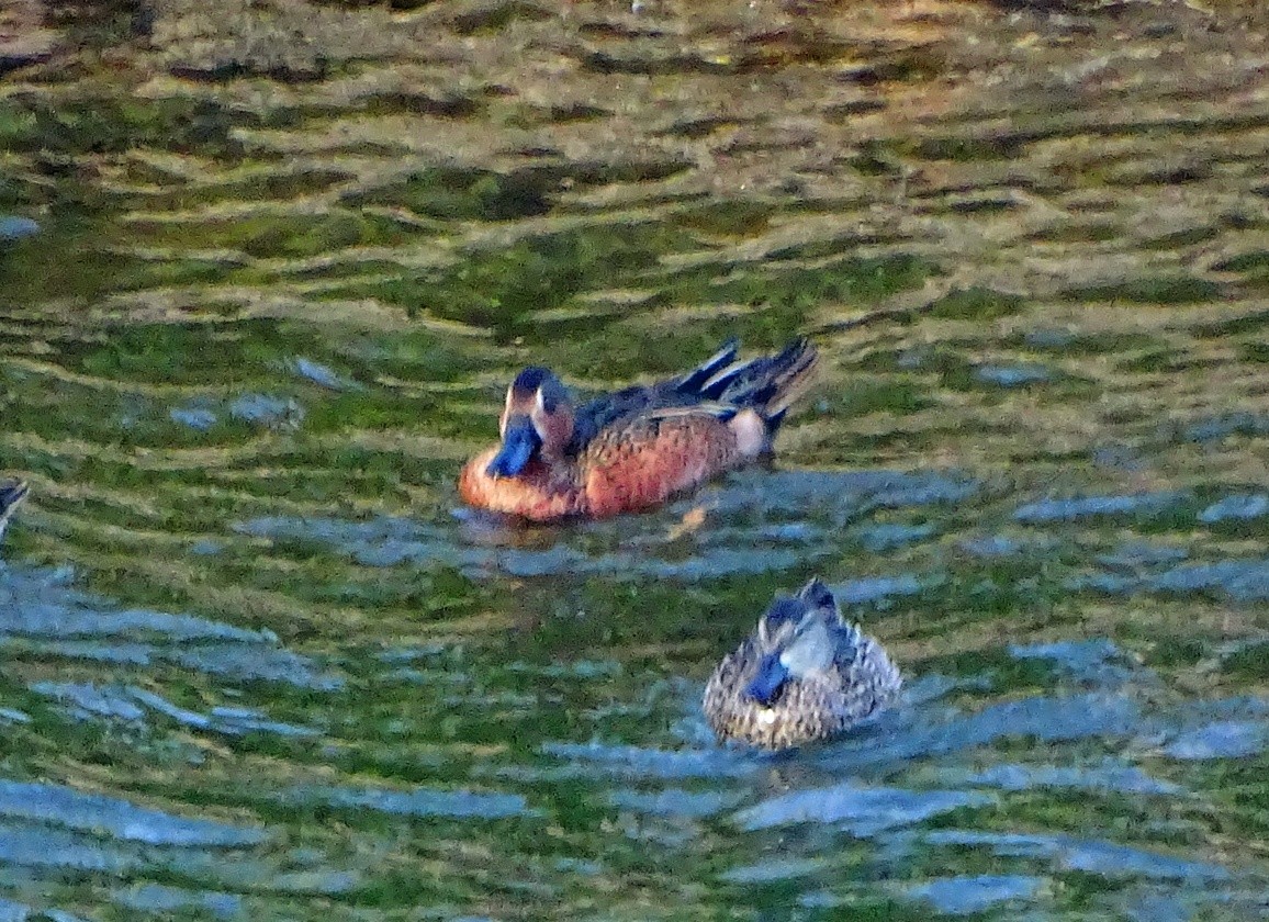 Blue-winged x Cinnamon Teal (hybrid) - ML47491901