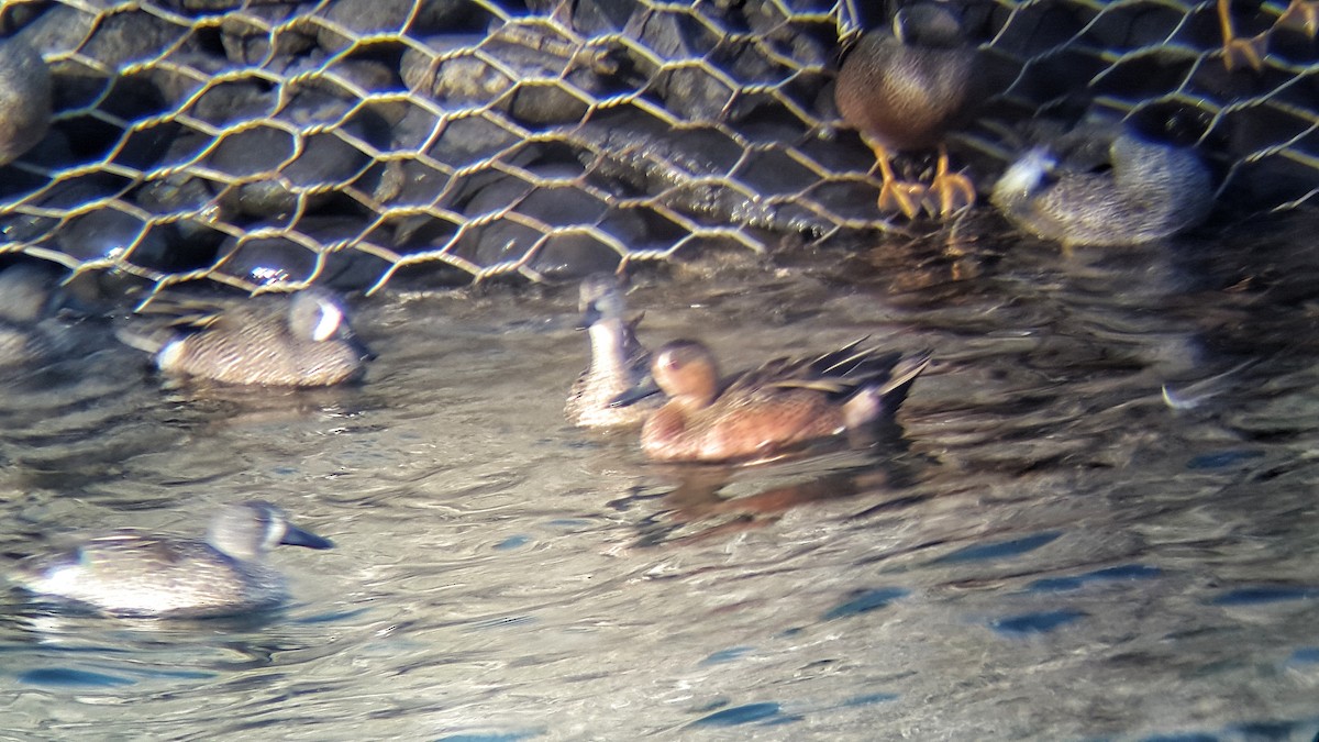 Blue-winged x Cinnamon Teal (hybrid) - ML47491931