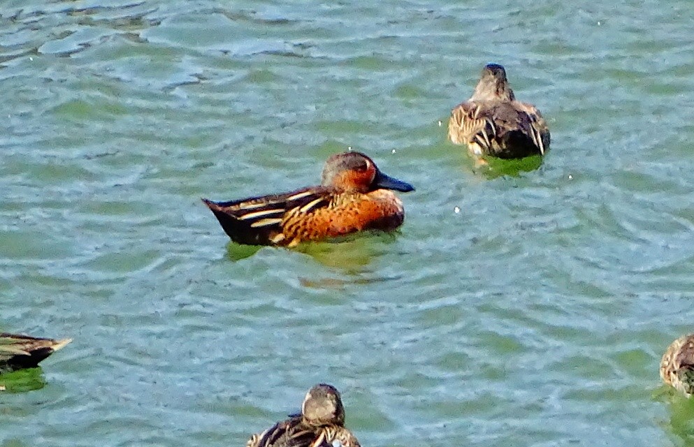 Anatidae, unbestimmt (teal sp.) - ML47491961