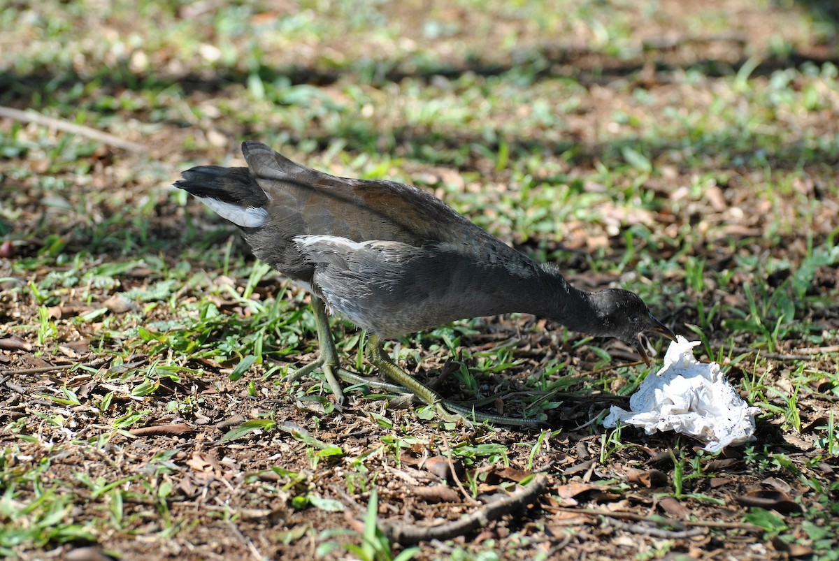 chřástal sarakura - ML474921811