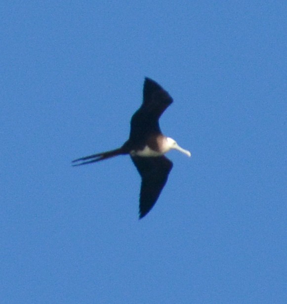 Magnificent Frigatebird - ML474921911