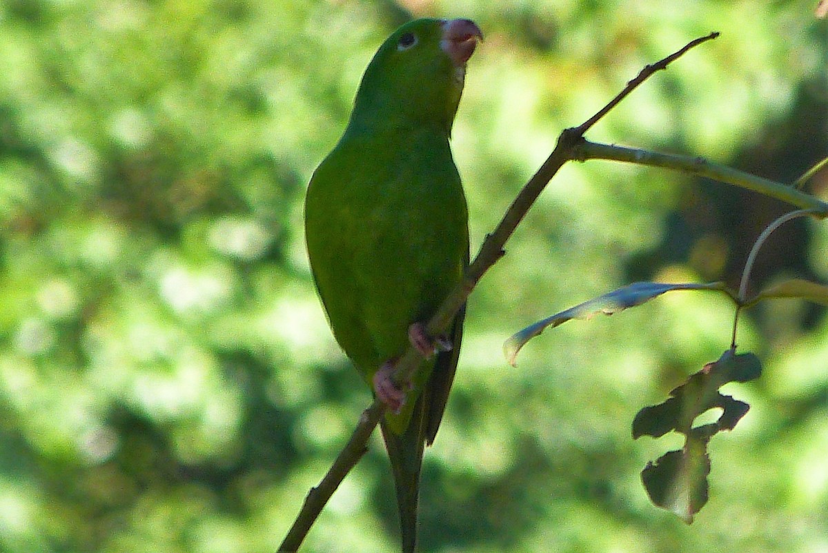 tirika zelený - ML474922341