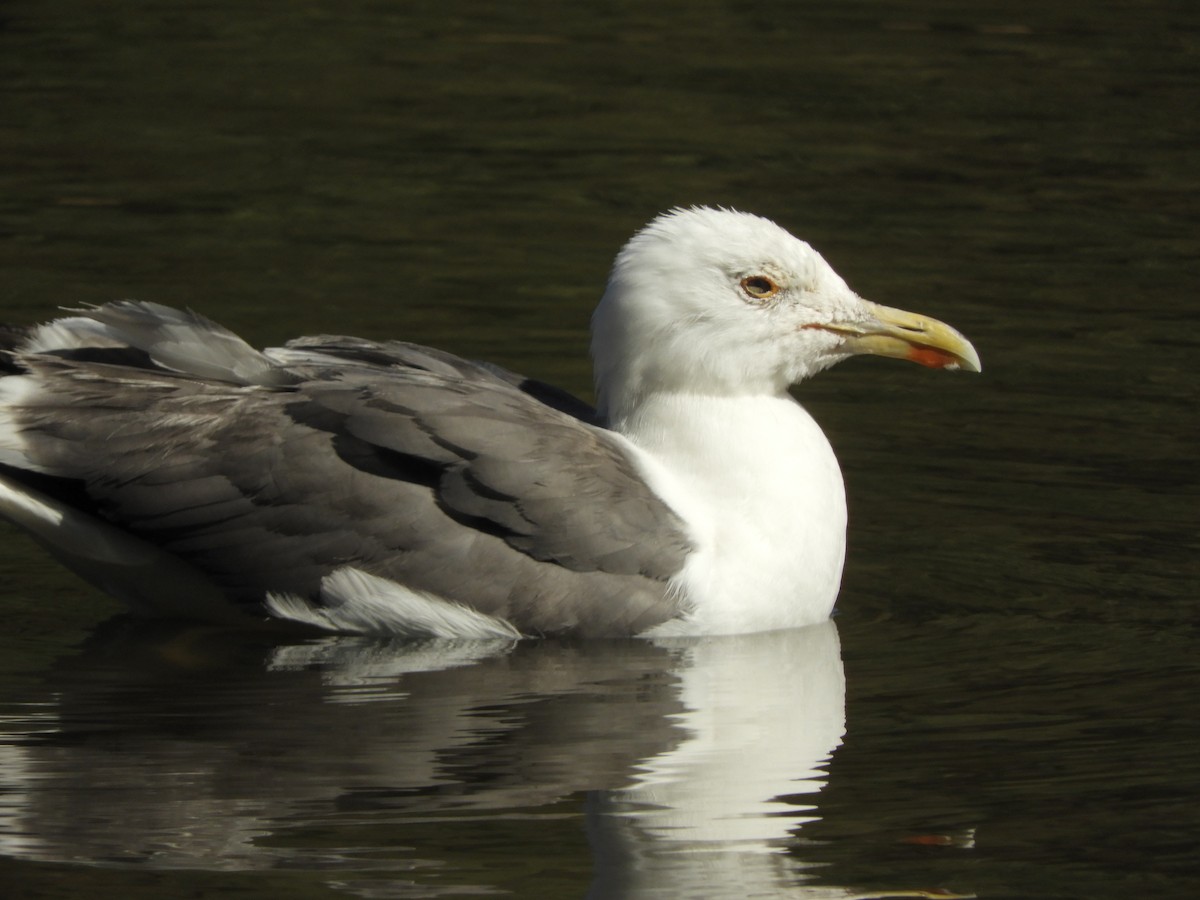 Lesser Black-backed Gull - ML474923081