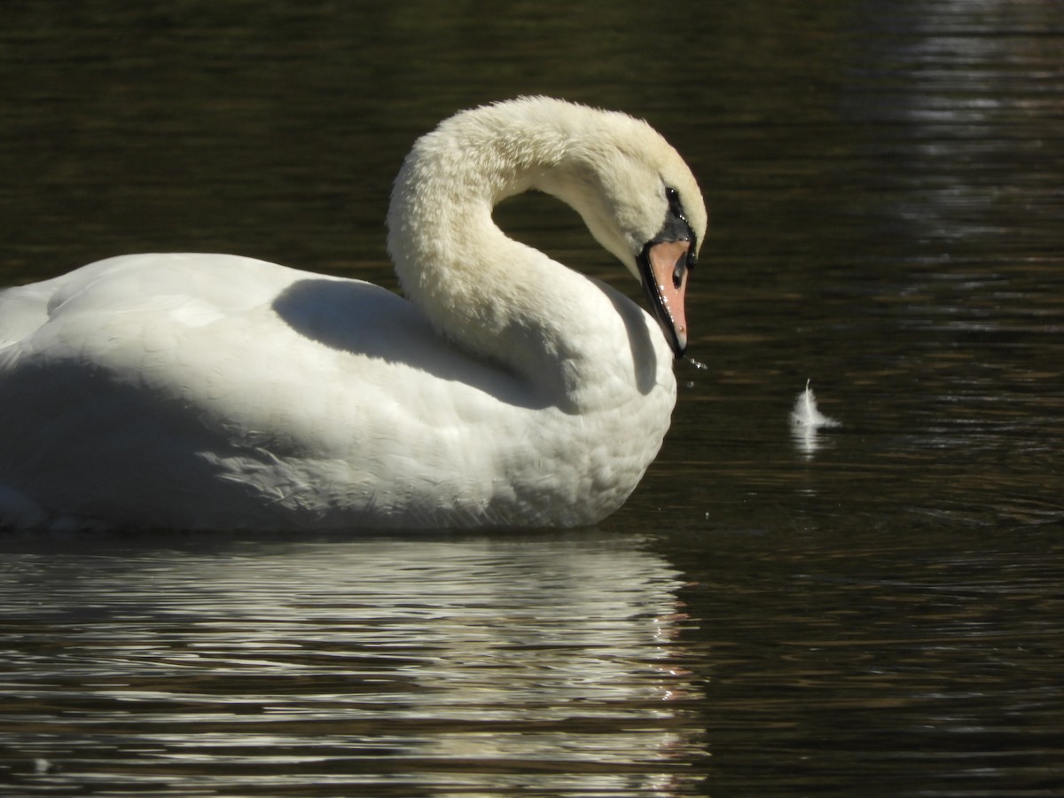 Mute Swan - ML474923131