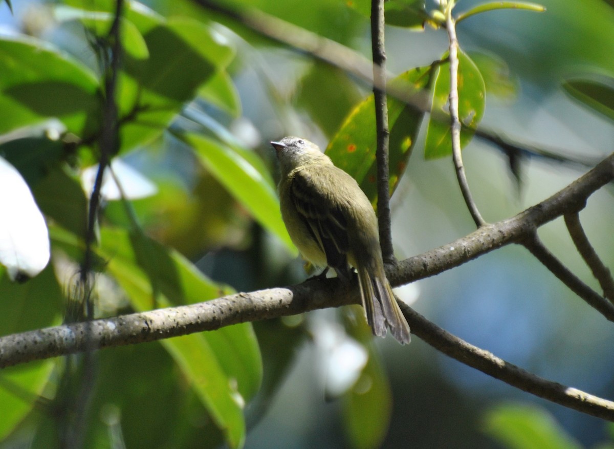 Planalto Tyrannulet - ML474923261