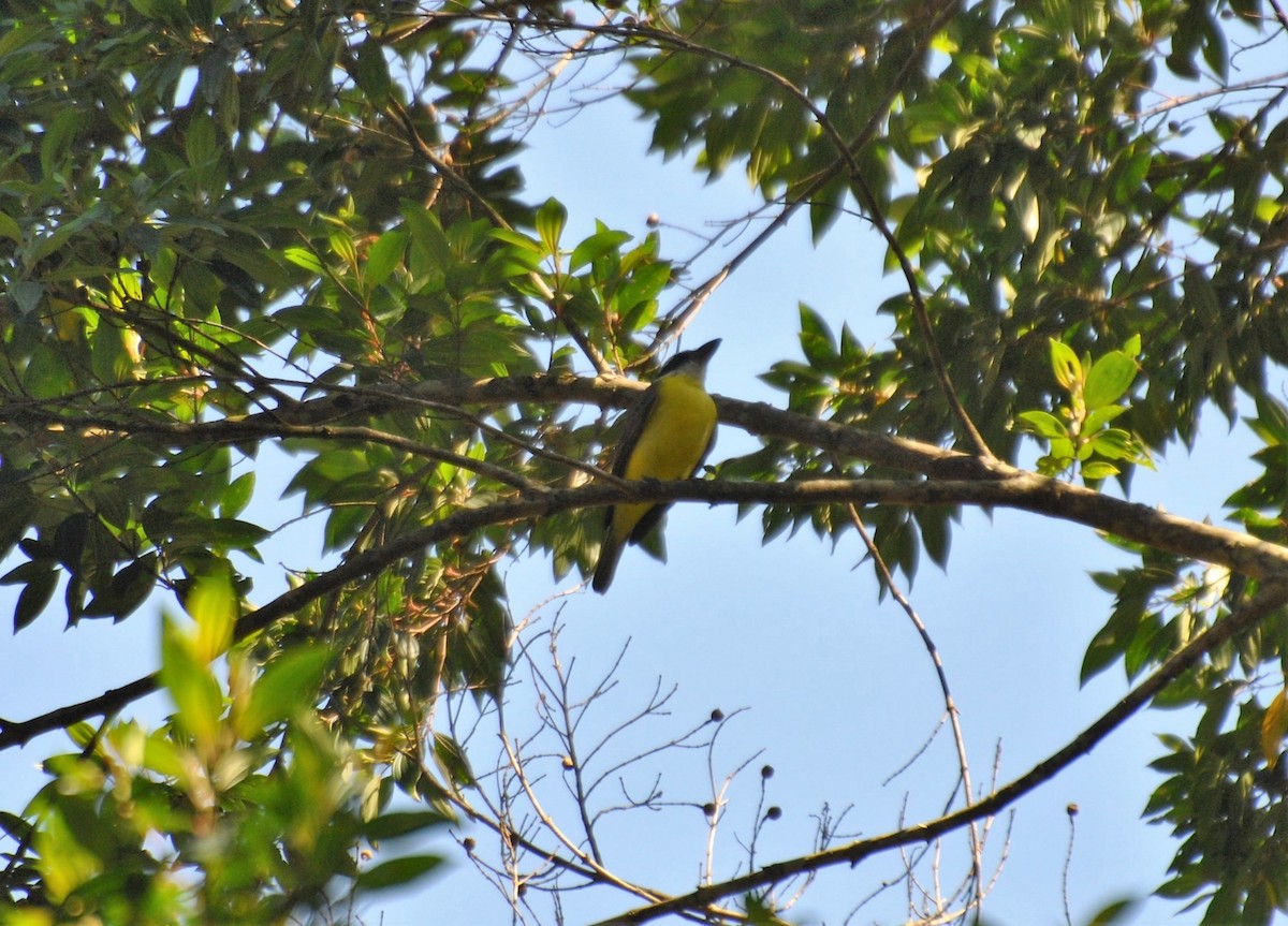 Boat-billed Flycatcher - ML474923571