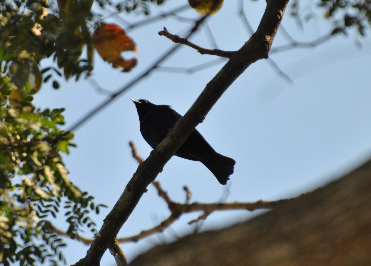 Shiny Cowbird - ML474923951