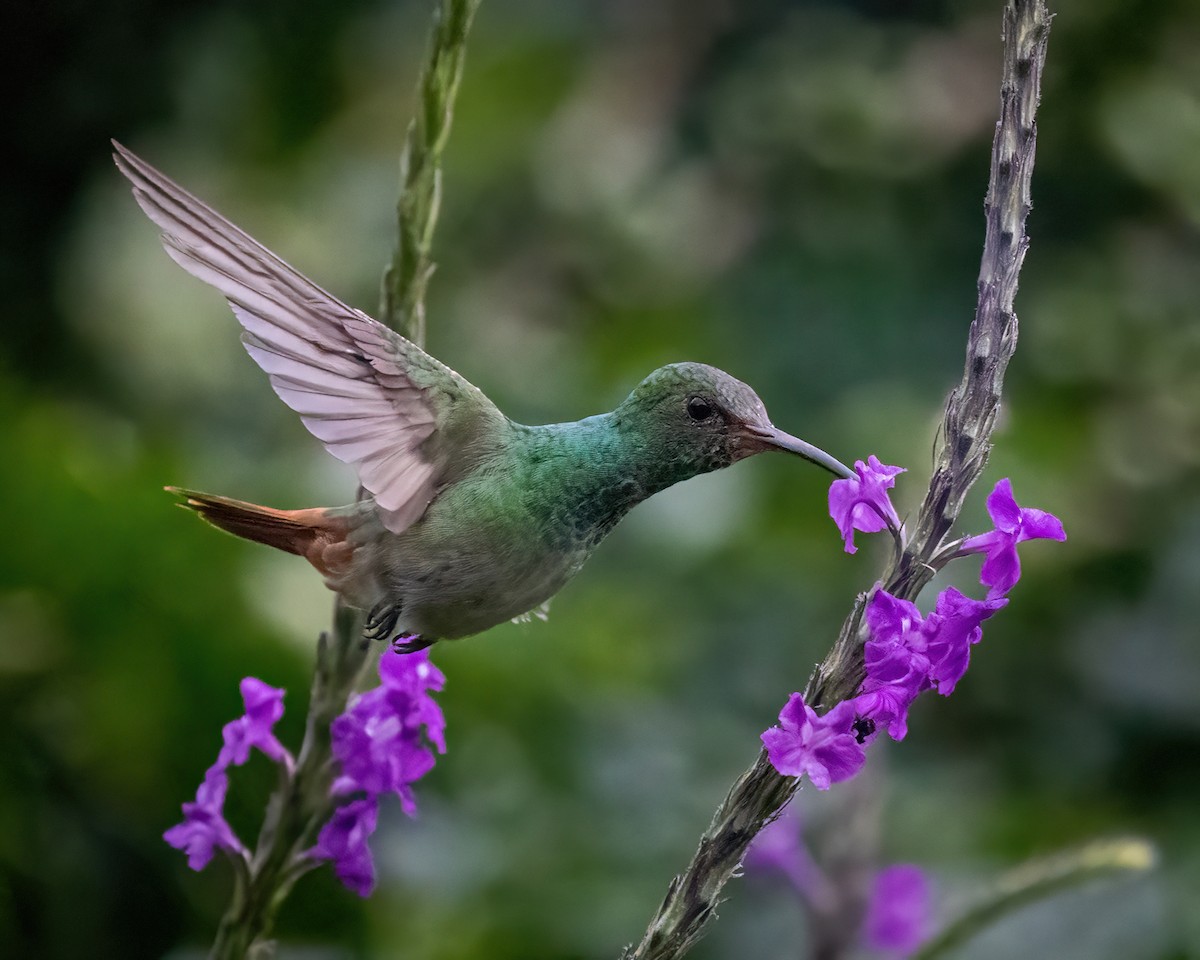 Rufous-tailed Hummingbird - Sean Sparrow