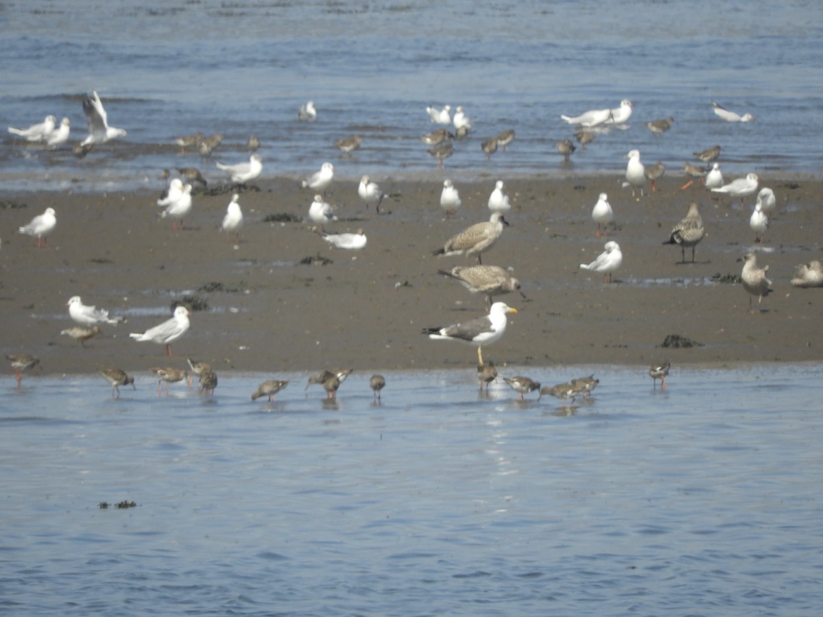 Lesser Black-backed Gull - John McKay