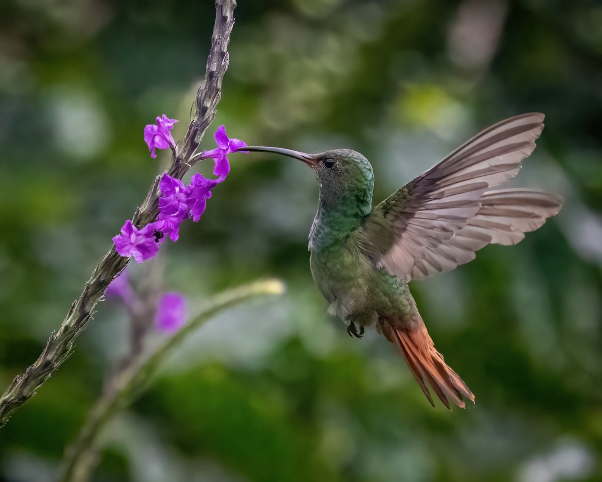 Rufous-tailed Hummingbird - Sean Sparrow