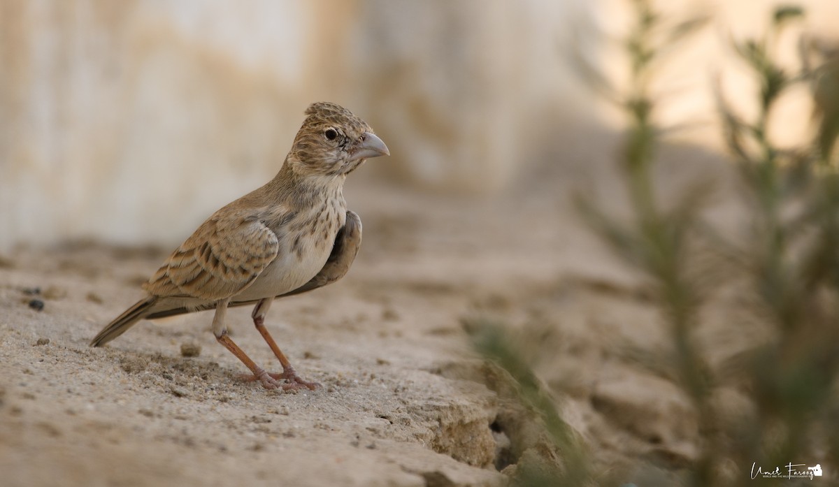 Black-crowned Sparrow-Lark - Umer Farooq(World and the Wild Team)