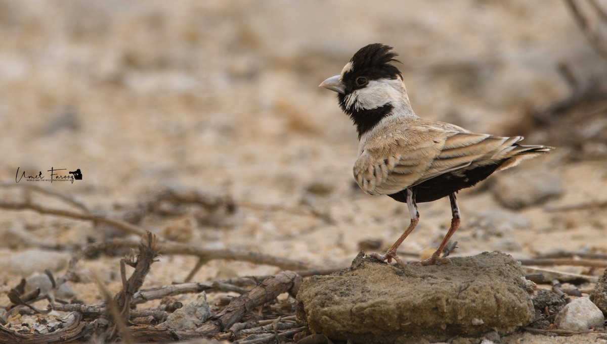 Black-crowned Sparrow-Lark - Umer Farooq(World and the Wild Team)