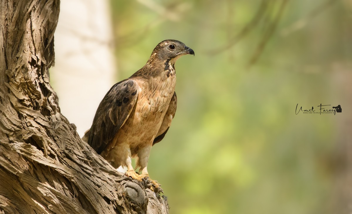 Oriental Honey-buzzard - Umer Farooq(World and the Wild Team)