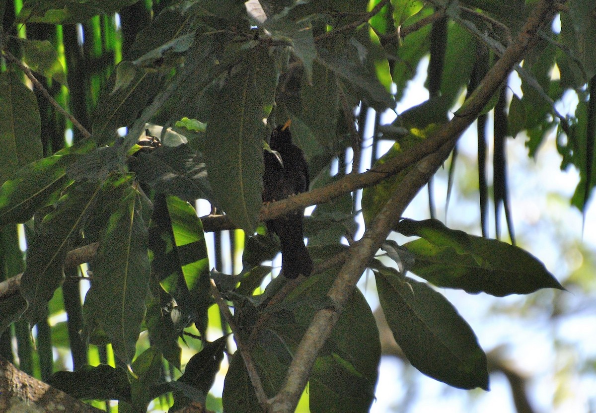 drozd žlutonohý - ML474924881