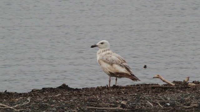 Great Black-backed Gull - ML474925