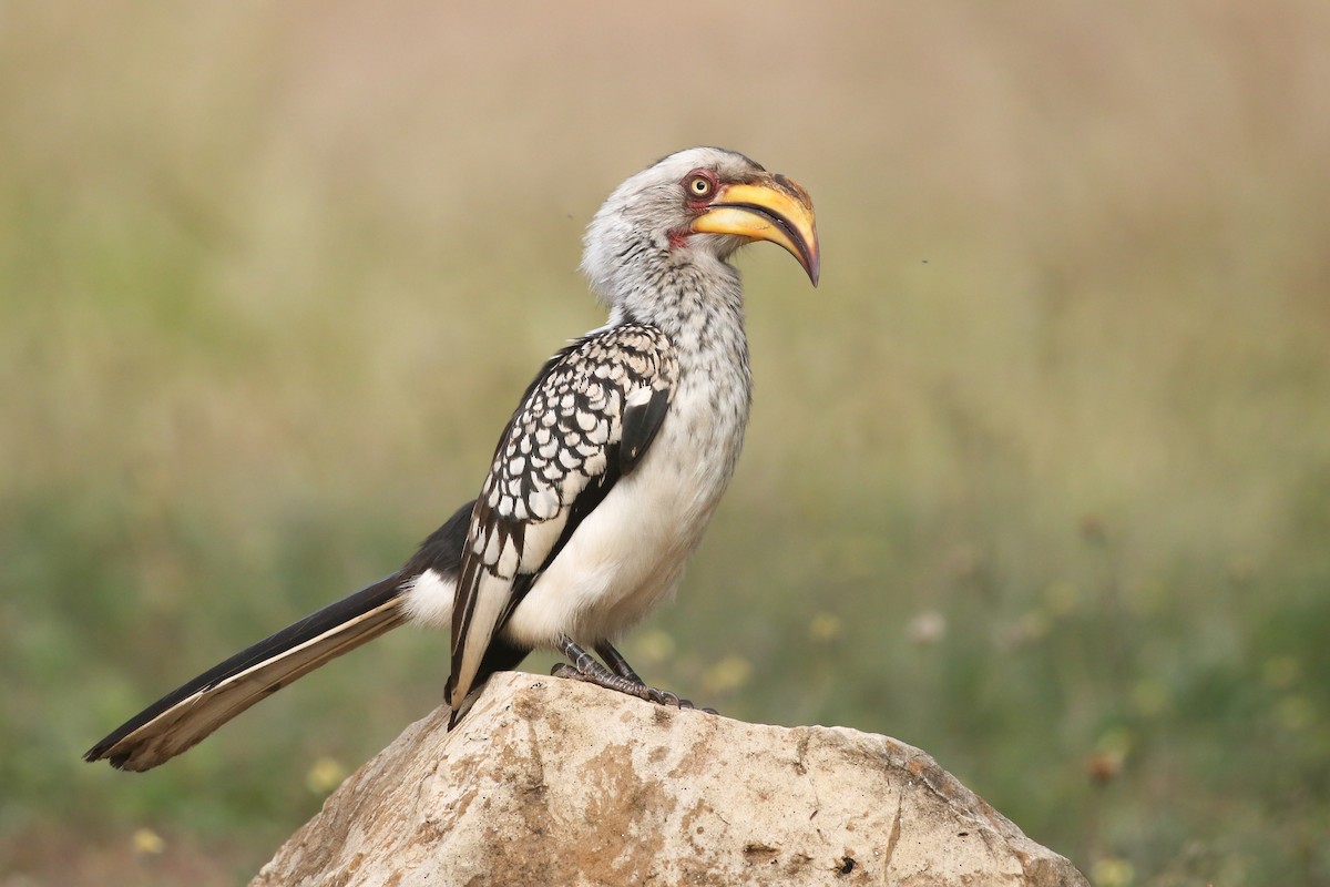 Southern Yellow-billed Hornbill - ML474925061