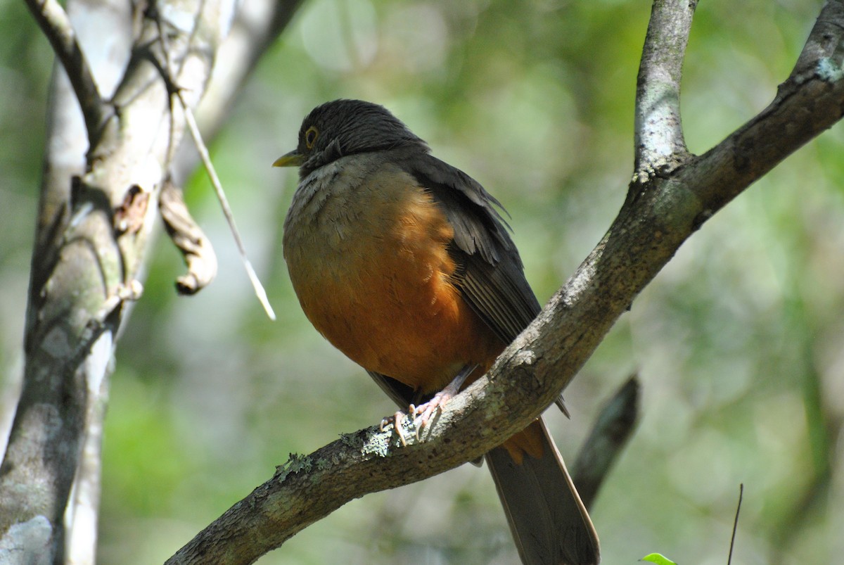 drozd rezavobřichý - ML474925161