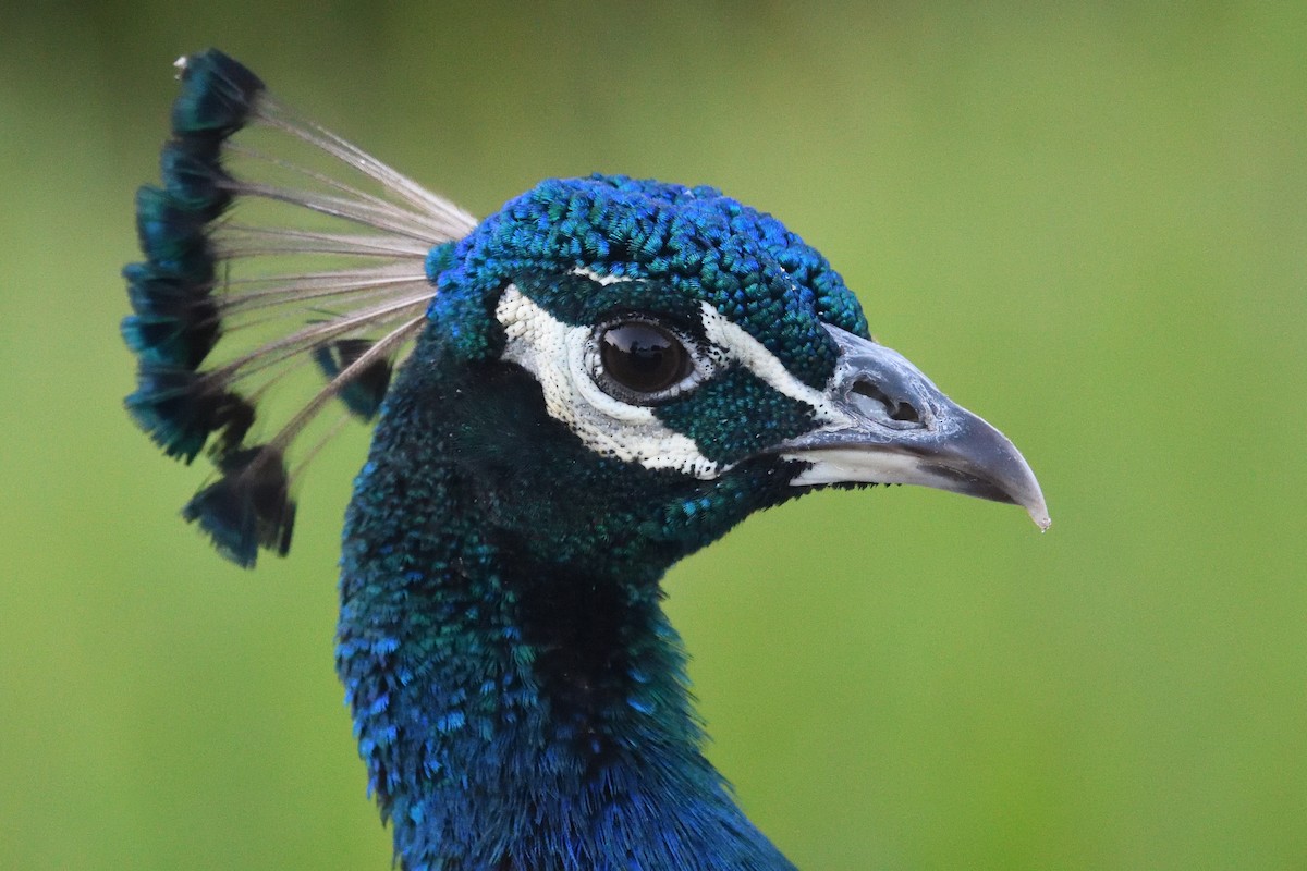 Indian Peafowl (Domestic type) - ML474926141