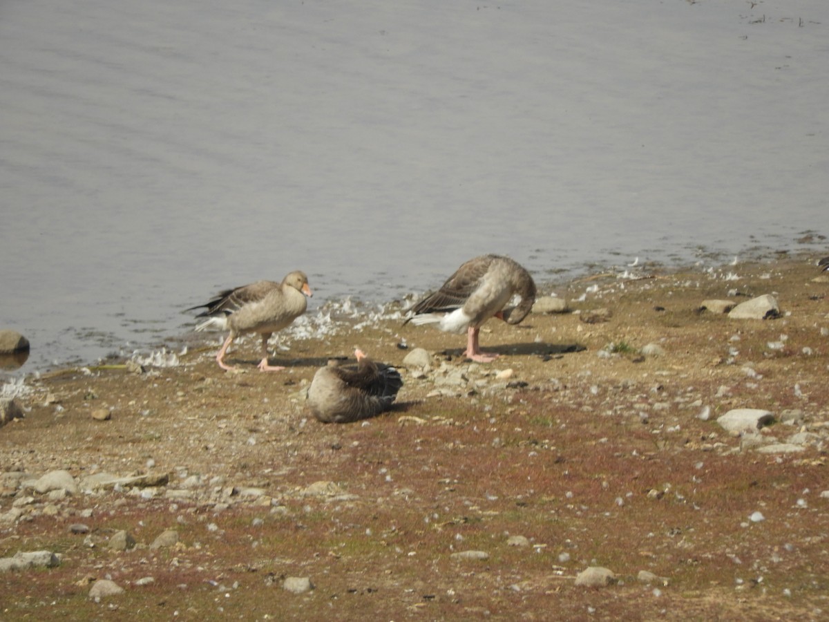 Graylag Goose - ML474926151