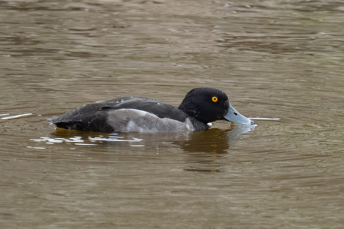 Tufted Duck - ML474926561