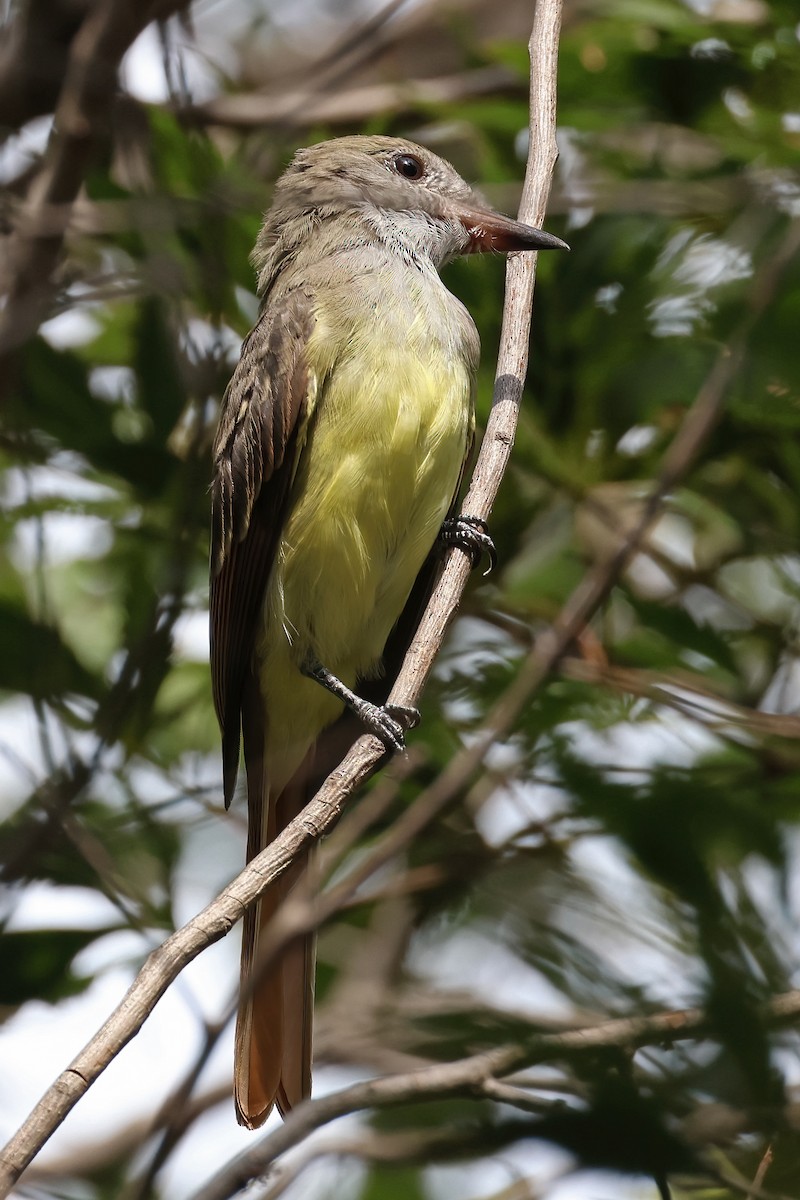 Great Crested Flycatcher - ML474928111