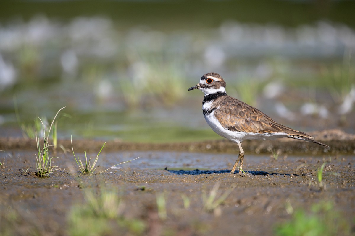 Killdeer - ML474928441