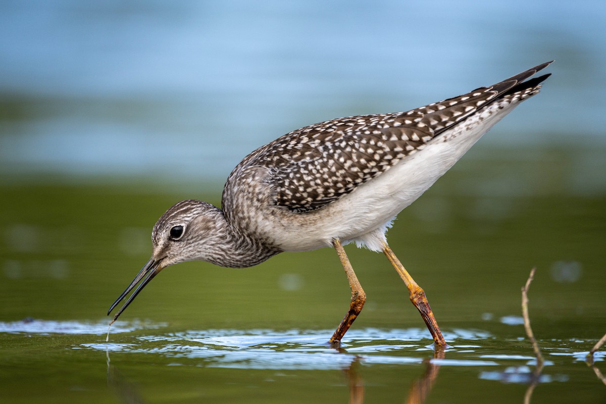 Lesser Yellowlegs - ML474928731