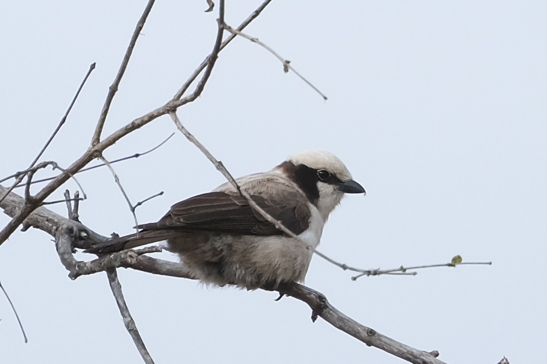 White-crowned Shrike - ML474929631