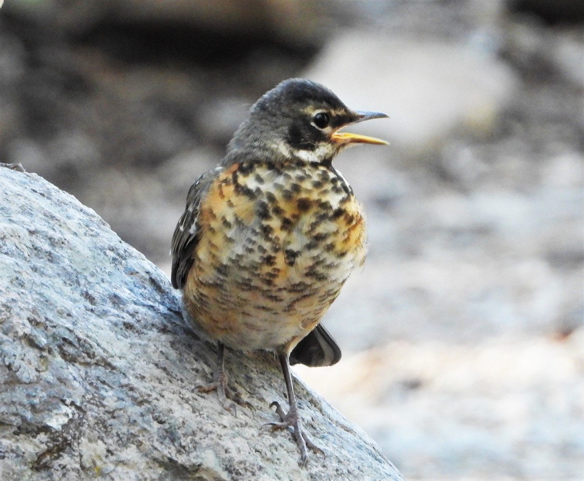 American Robin - ML474929691