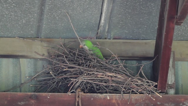 Monk Parakeet - ML474930