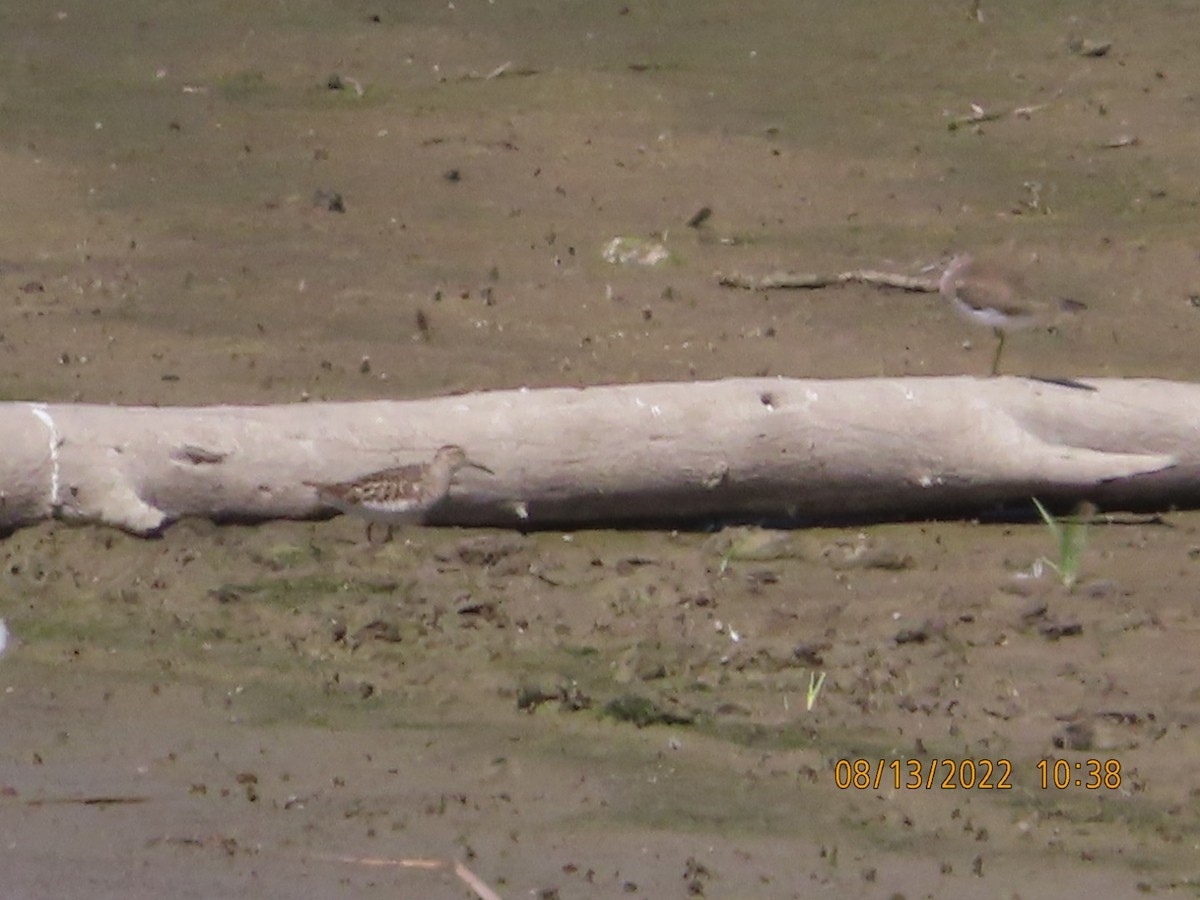 Pectoral Sandpiper - ML474930421