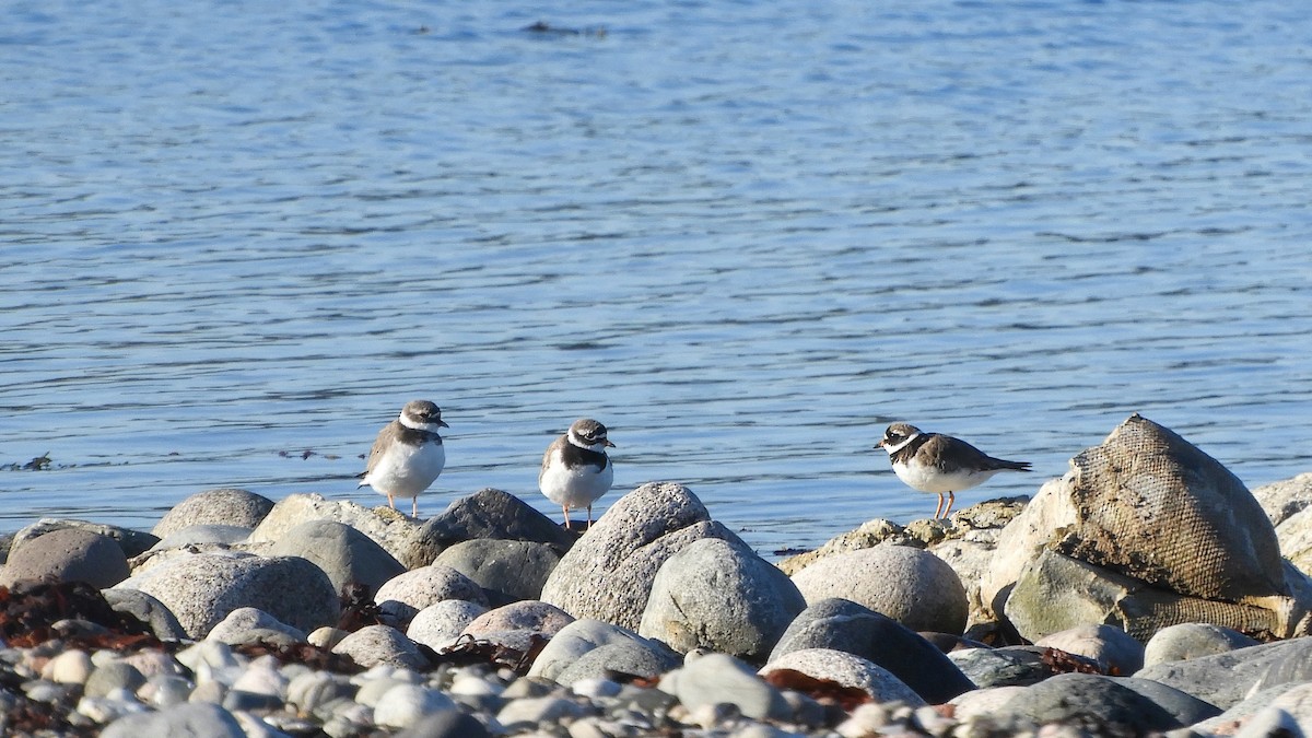 Common Ringed Plover - ML474930661