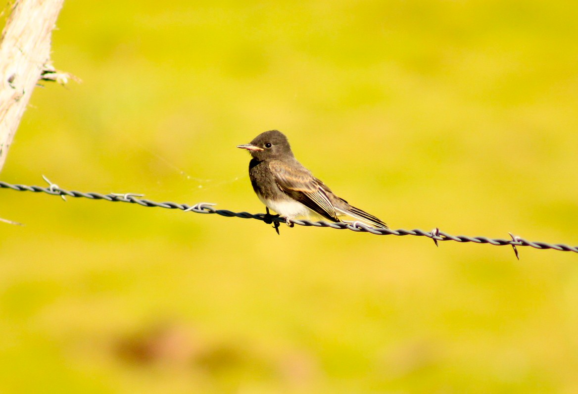 Black Phoebe - ML474930941