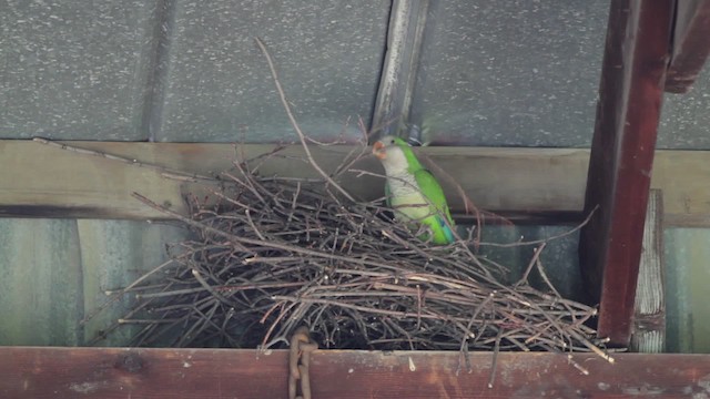 Monk Parakeet - ML474931