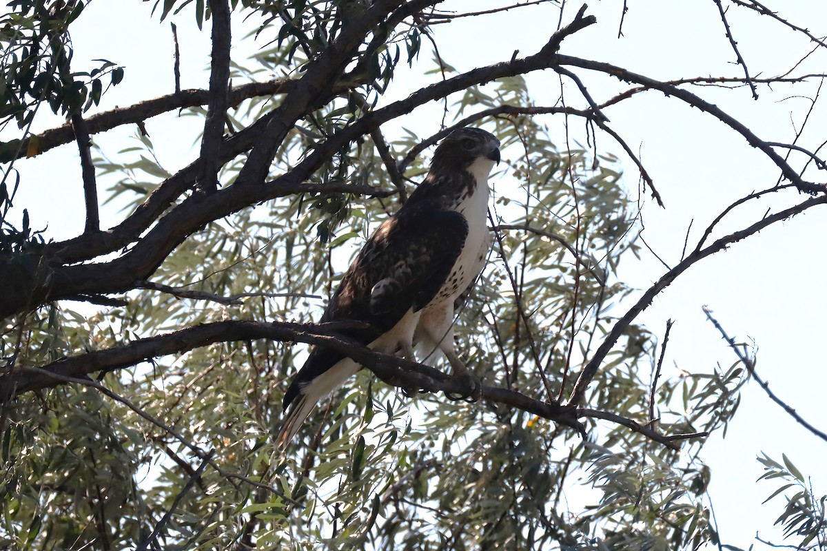 Red-tailed Hawk - ML474931551