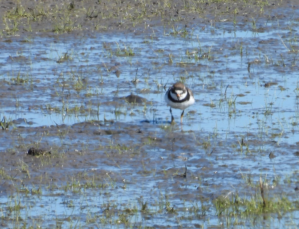 Semipalmated Plover - ML474931581